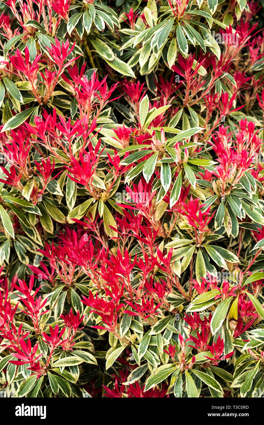 Pieris "flammenden Silver'. Stockfoto