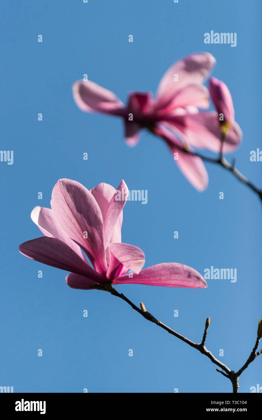 Die Blumen von der Magnolie vor einem blauen Himmel gesehen. Stockfoto