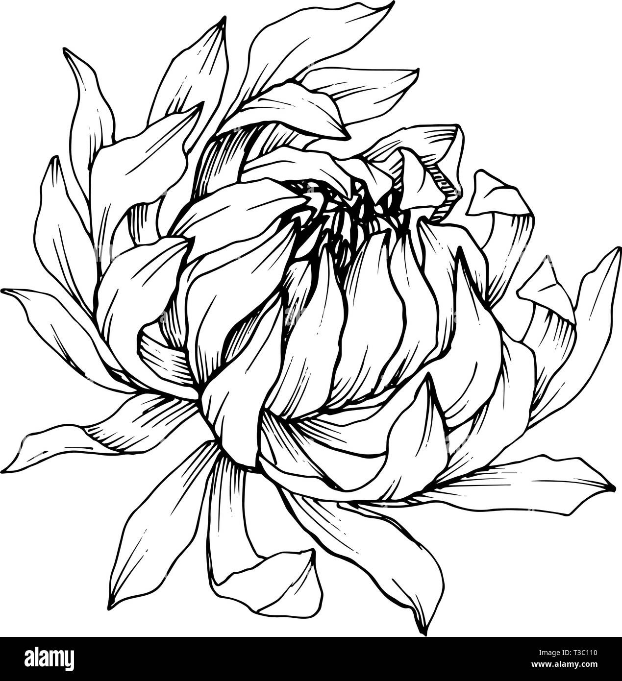 Vektor Chrysantheme floral botanischen Blumen. Schwarz und weiß eingraviert Tinte Art isoliert Blume Illustration Element. Stock Vektor