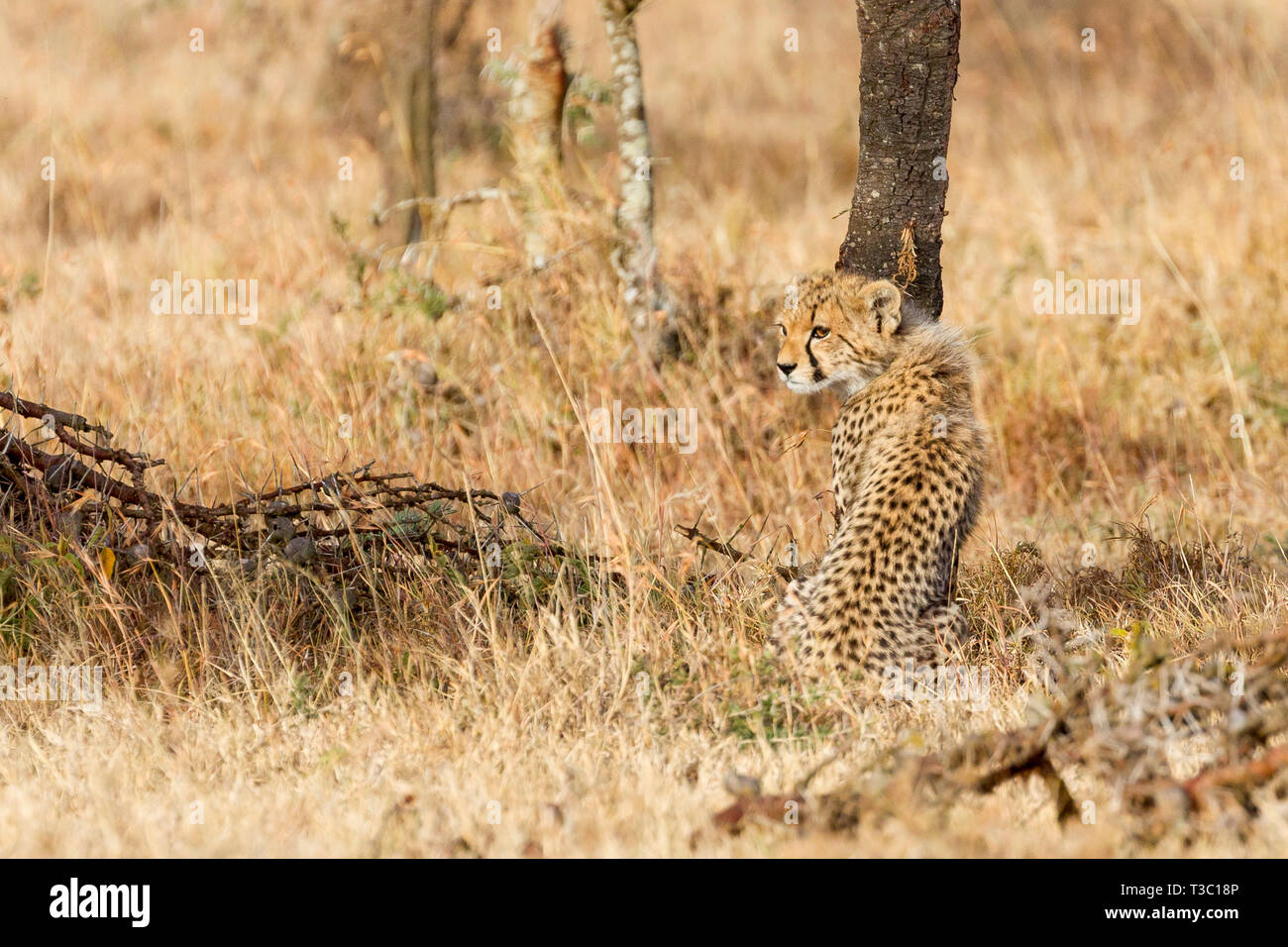 Ein cheetah Cub sitzen und über die Schulter in Richtung der Mutter, Ol Pejeta Conservancy, Laikipia, Kenia, Afrika Stockfoto