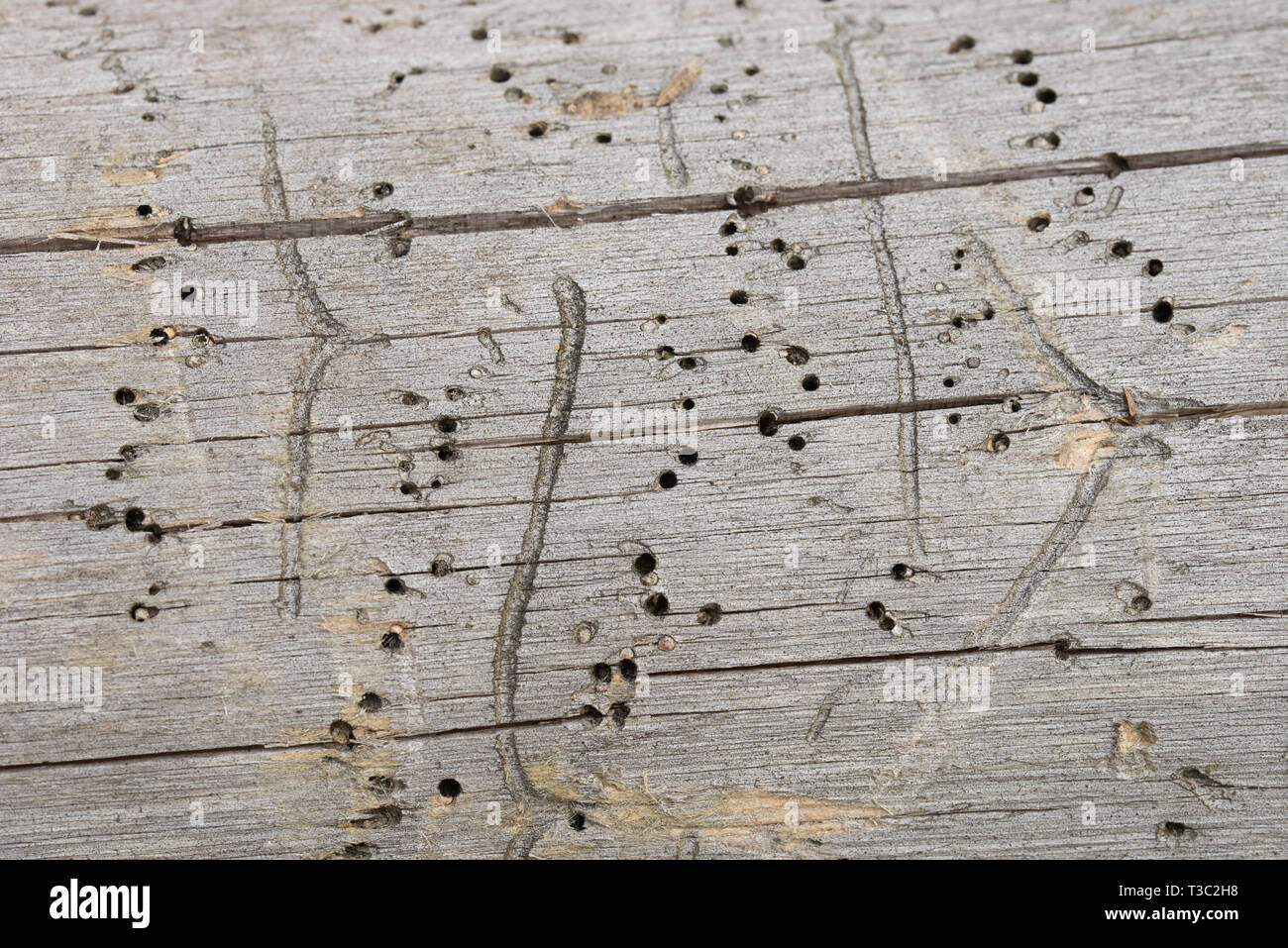 Beschädigtes Holz Textur durch Borkenkäfer gegessen, borer Stockfoto