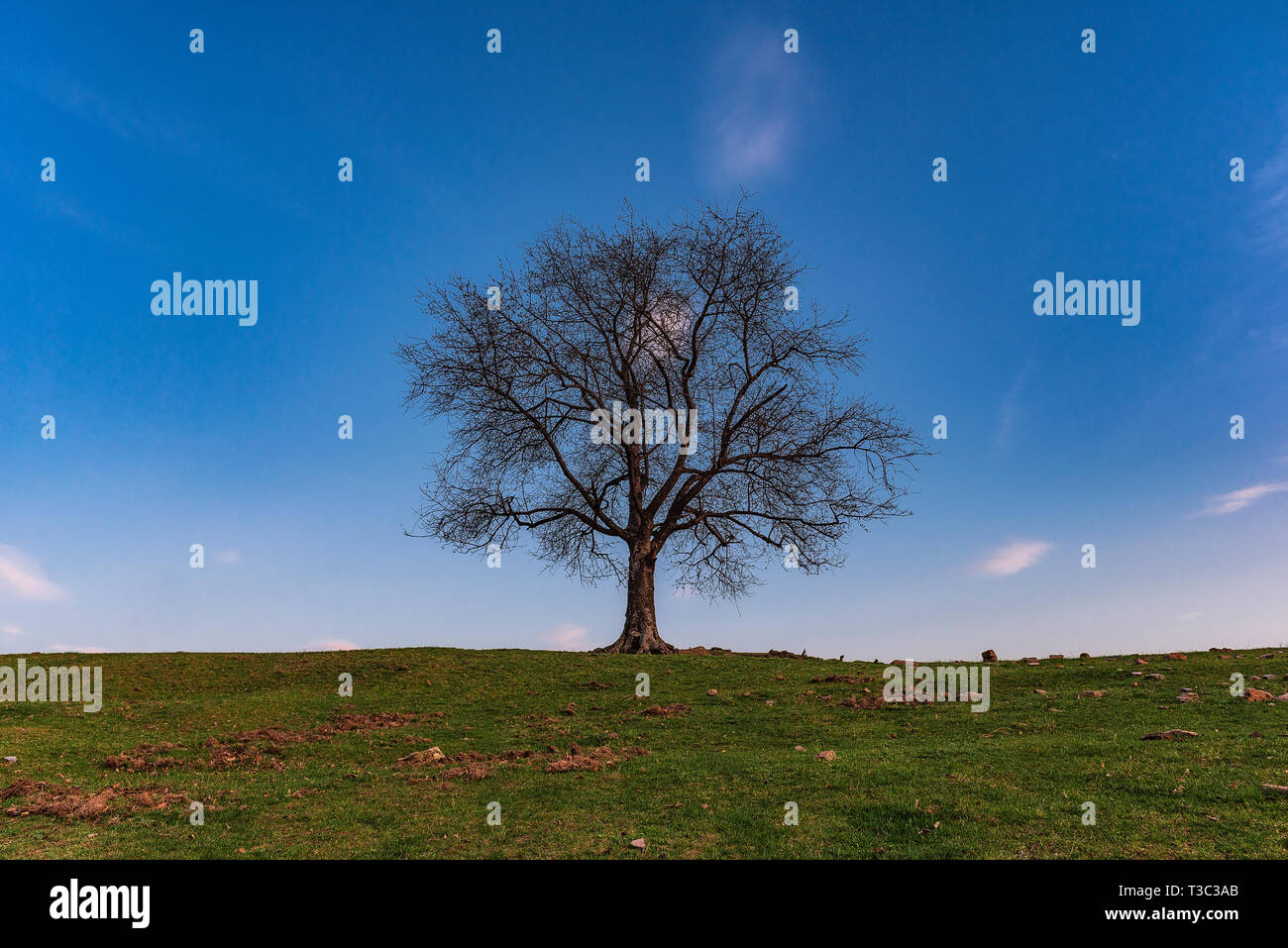 Frühling Landschaft mit einem einsamen Eiche vor blauem Himmel bei Sonnenuntergang. Stockfoto