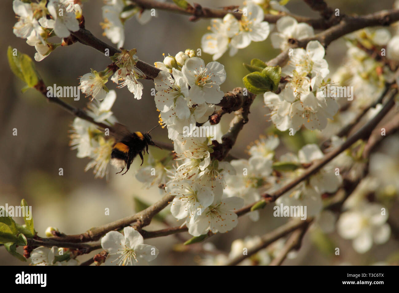 Bumblebee nähert sich Plum tree blossom Stockfoto