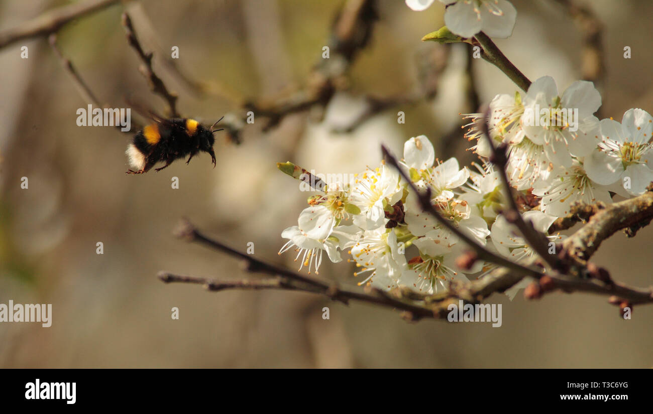 Bumblebee nähert sich Plum tree blossom Stockfoto