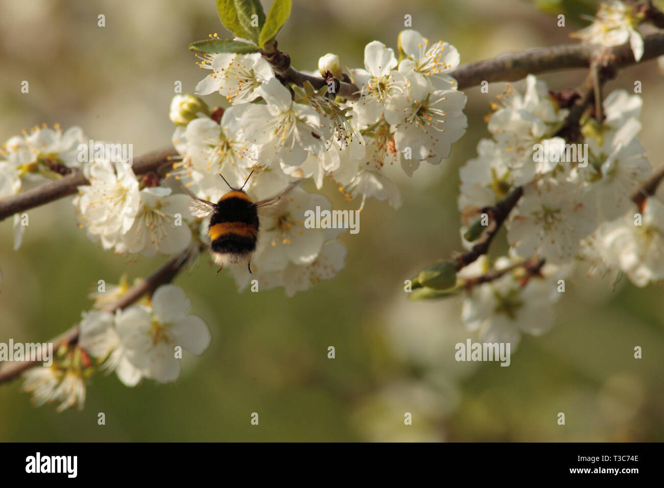 Bumblebee nähert sich Plum tree blossom Stockfoto