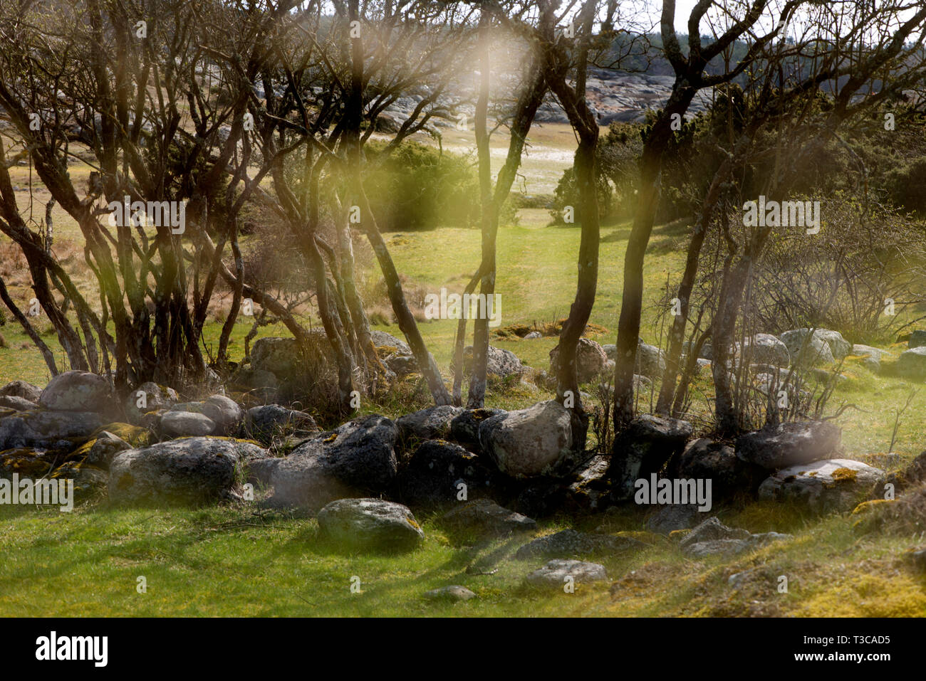 Kunst (Natur) in Schweden Stockfoto