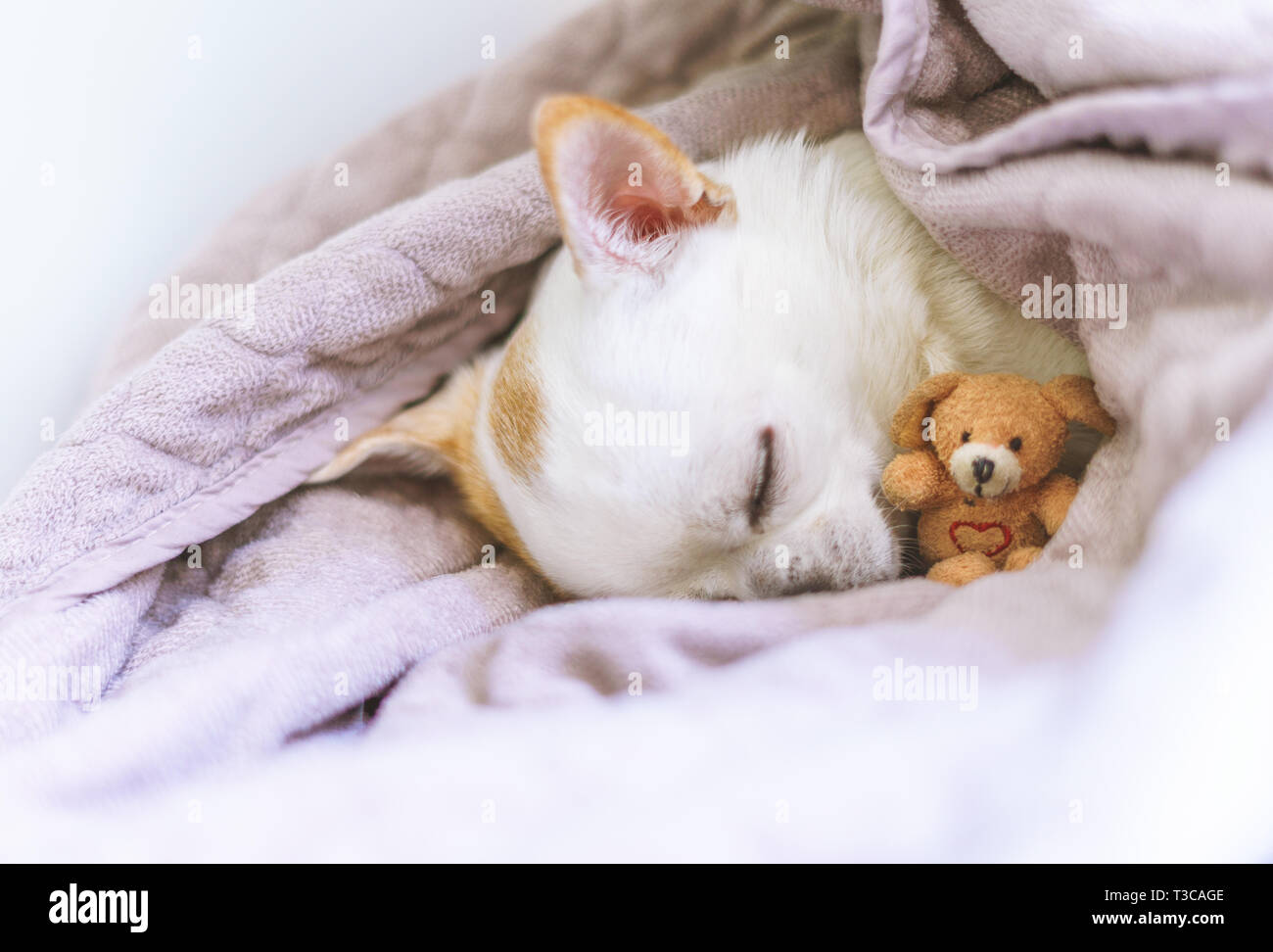 Chihuahua schlafen in Korb mit seinem Teddy Stockfoto