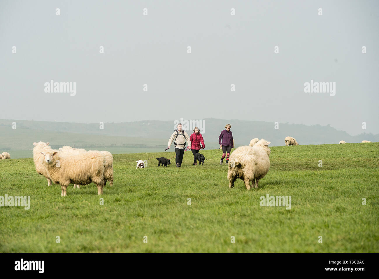 Wenige Hunde durch Schafe Stockfoto