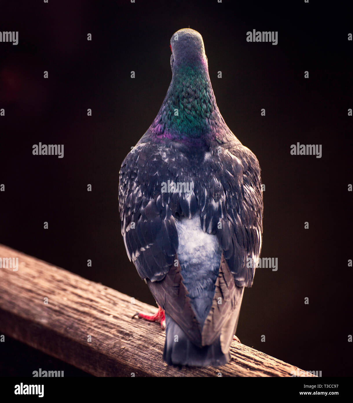 Eine Ansicht von hinten, wenn eine Taube und sein Gefieder, UK. Stockfoto