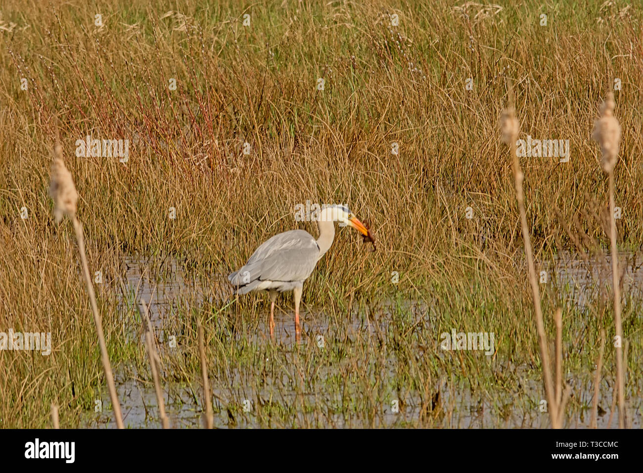 Great Blue Heron stehend in der Reed, Essen ein Frosch in einem Sumpf - Ardea herodias Stockfoto
