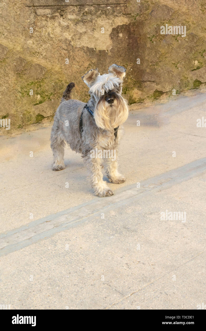 Schnauzer, Hund mit dem Bart der Hipster hipster, Hund Stockfoto