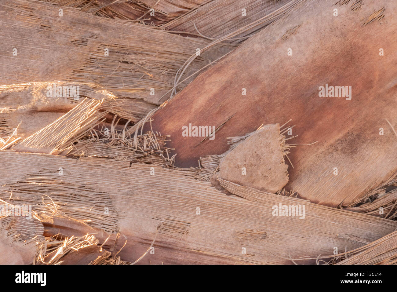 Textur von Palm Rinde. Natürliche Hintergrund Stockfoto