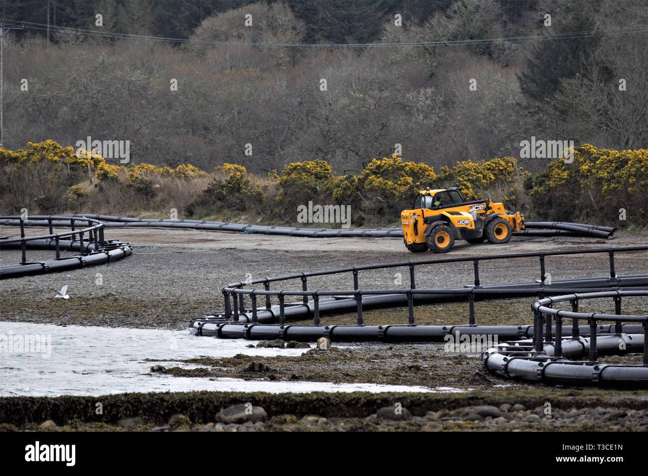 Bau von Fusion Marine, HDPE, Floating, Lachs Fisch pen Käfige an den Ufern des Loch Creran. Goldene Blüten von whins im Hintergrund. Stockfoto