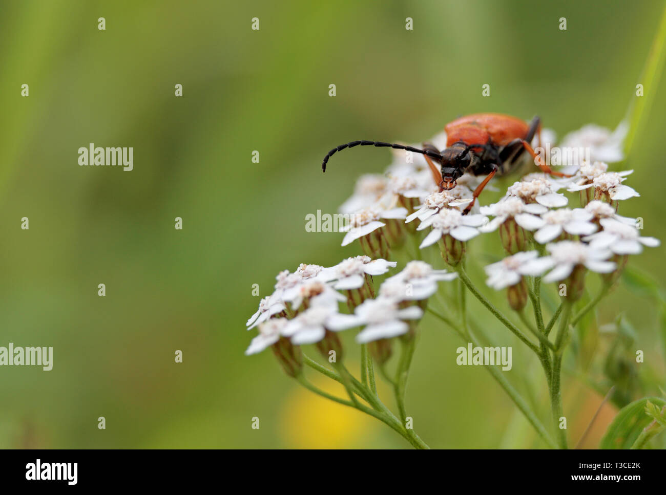 Eine orange Käfer auf der Suche nach Nahrung in weißen Blumen der gemeinsamen Schafgarbe Stockfoto