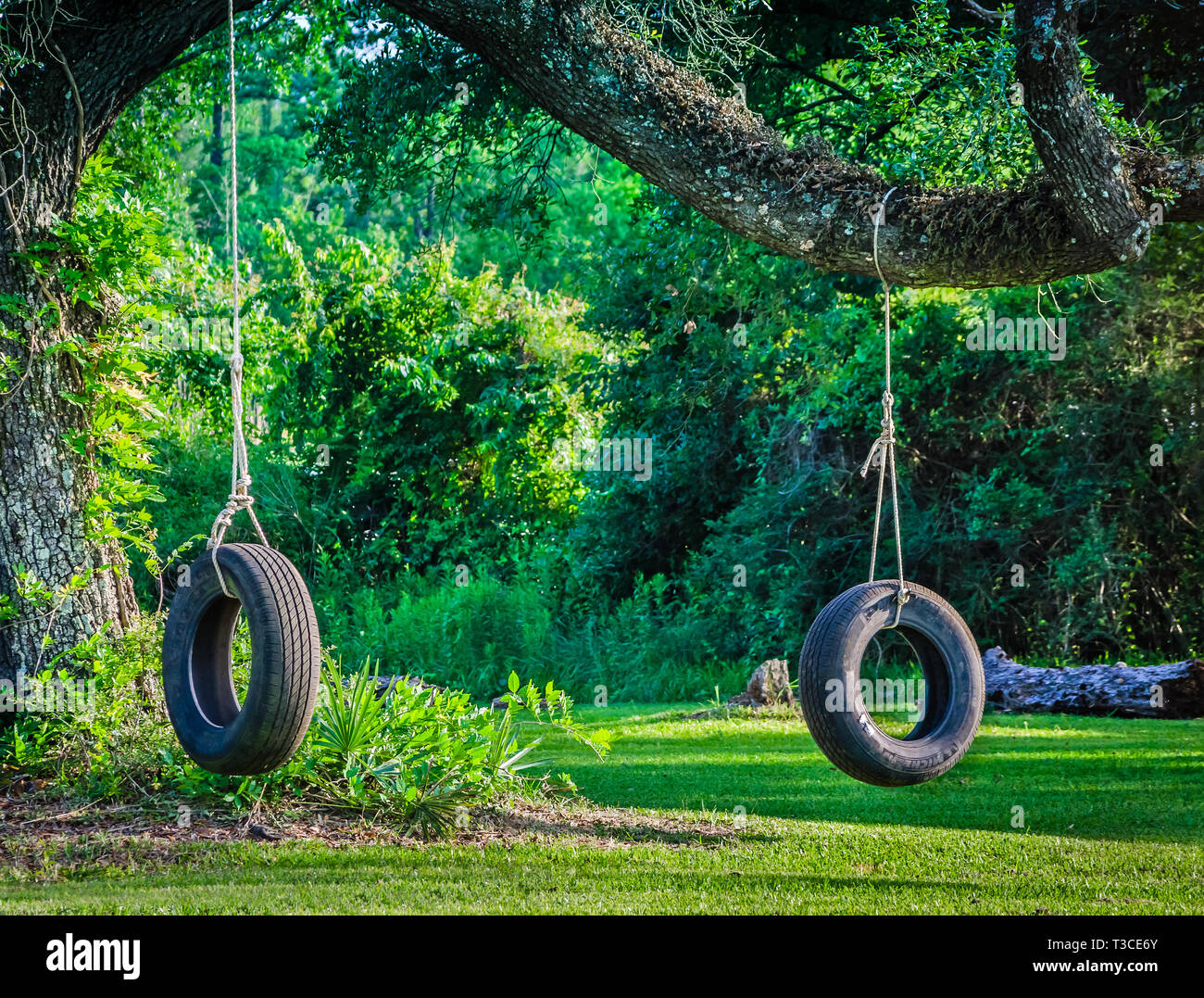 Zwei Reifen schaukeln hängen von einem Baum im Bayou La Batre, Alabama, 9. Mai 2015. Stockfoto