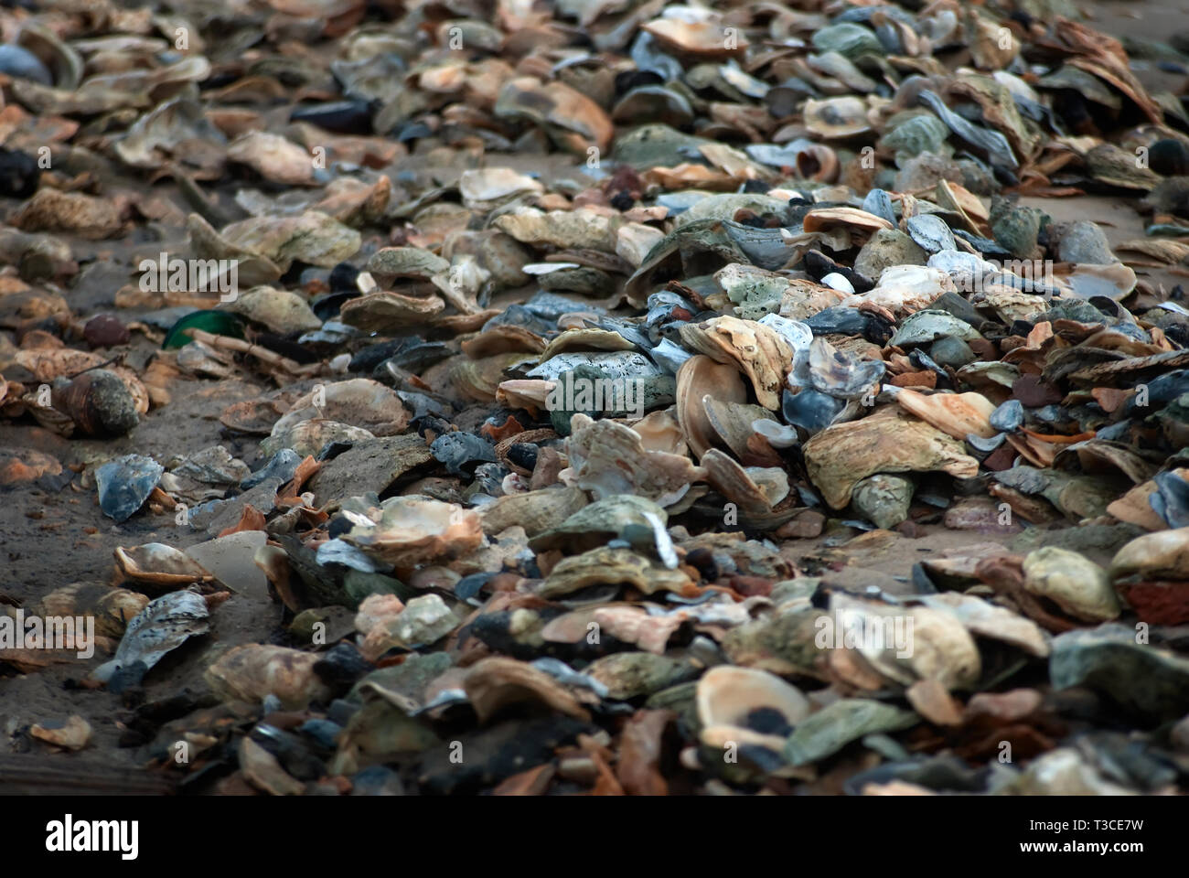 Austernschalen Abdeckung der Strand in Bayou La Batre, Ala (Foto von Carmen K. Sisson/Cloudybright) Stockfoto