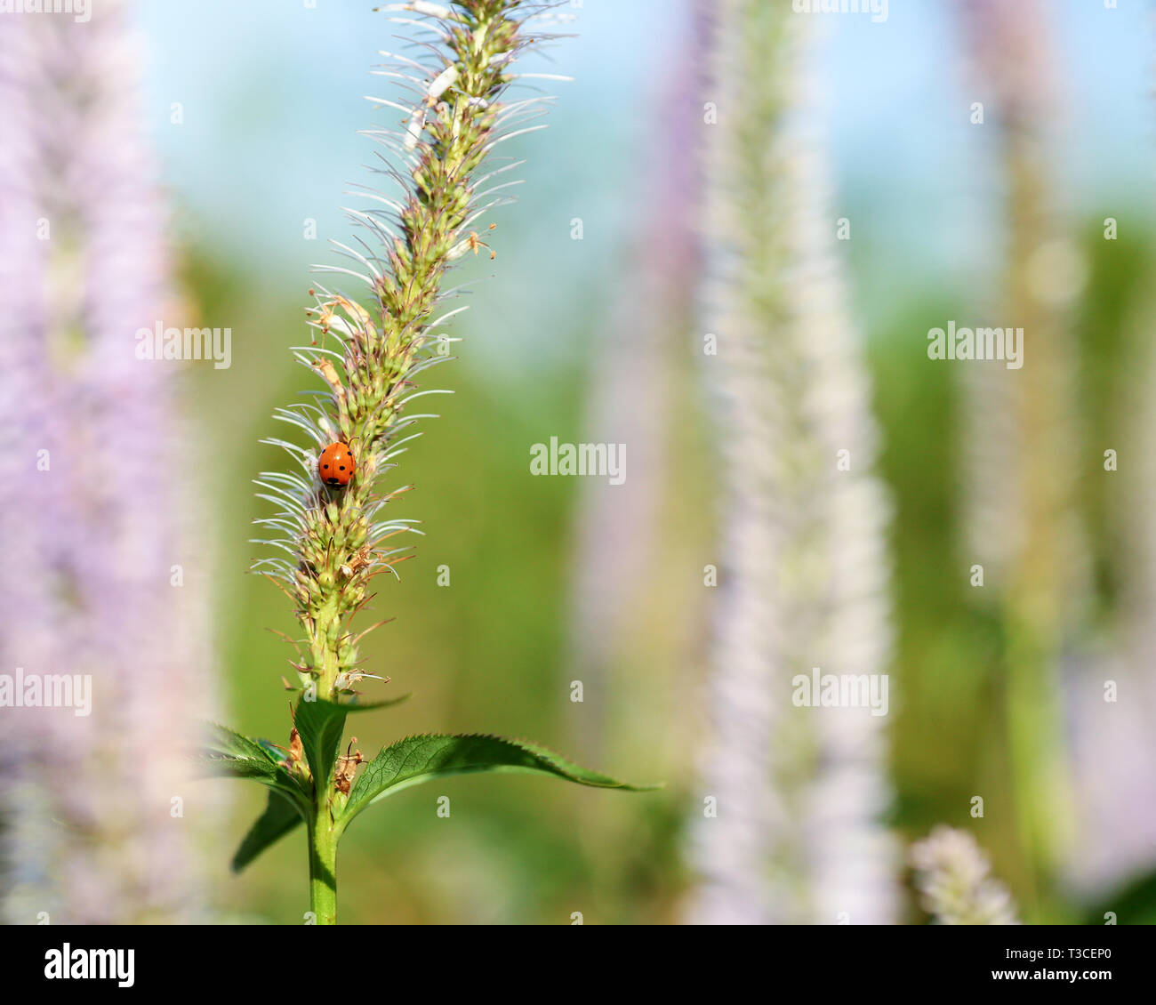 Sommer Hintergrund mit unscharfen Blume Veronica virginica und Marienkäfer Stockfoto