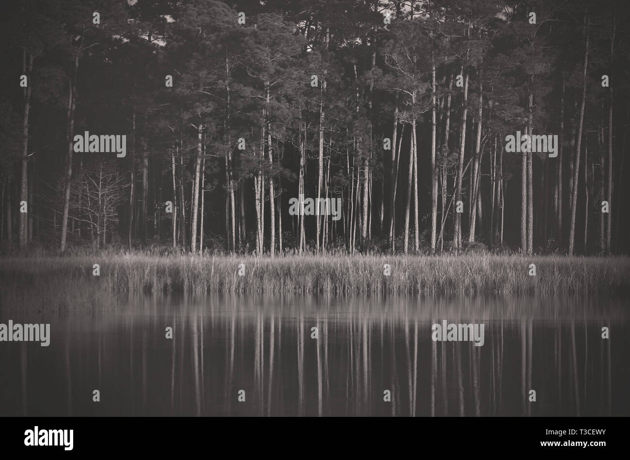 Longleaf Kiefer Bäume spiegeln sich in Geflügel Fluss, Sept. 23, 2013, in Coden, Alabama. Stockfoto
