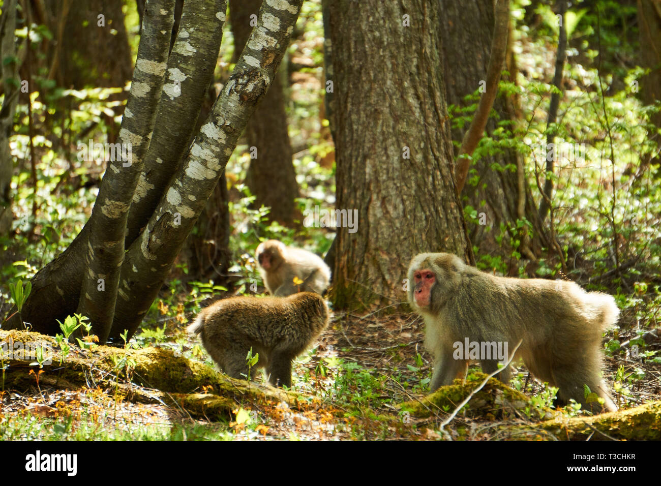 Ein Erwachsener und zwei Jugendlichen japanischen Makaken (Macaca fuscata snow Monkey,) Kriechen entlang eines Waldes flooon ein Frühling in ländlichen Yuzawa, Niigata, Japan. Stockfoto