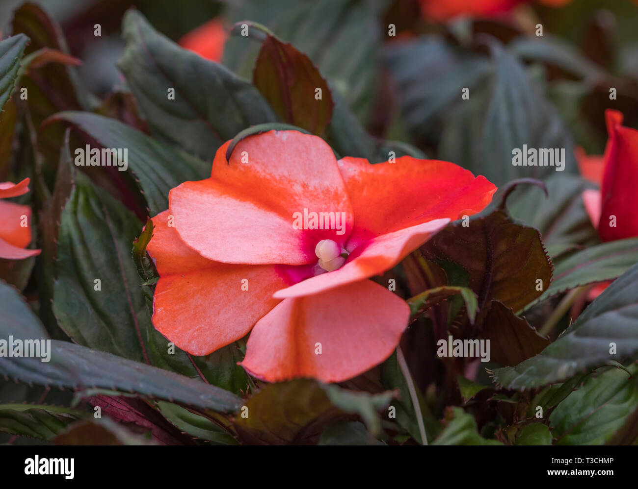 Impatiens Neu Guinea' mehrjährige Pflanze Blüte im Frühjahr in West Sussex, UK. Stockfoto