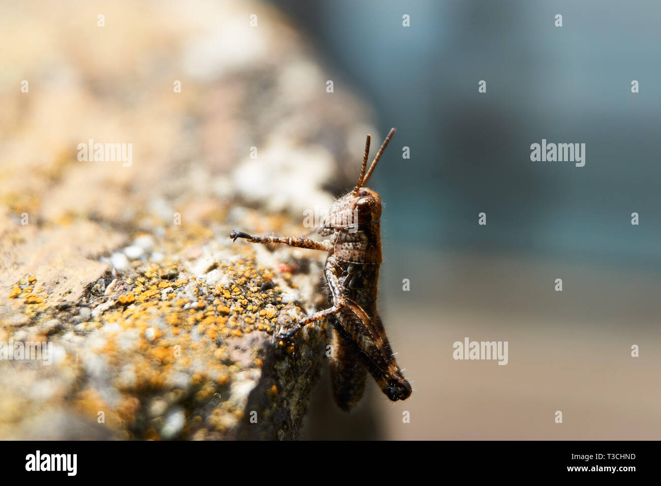 Ein kleiner brauner Grashüpfer (Oedaleus infernalis) Nymphe ruht auf einem konkreten Zaunpfosten in einem Park in Sarugakyo, Vinstra, Gunma, Japan. Stockfoto