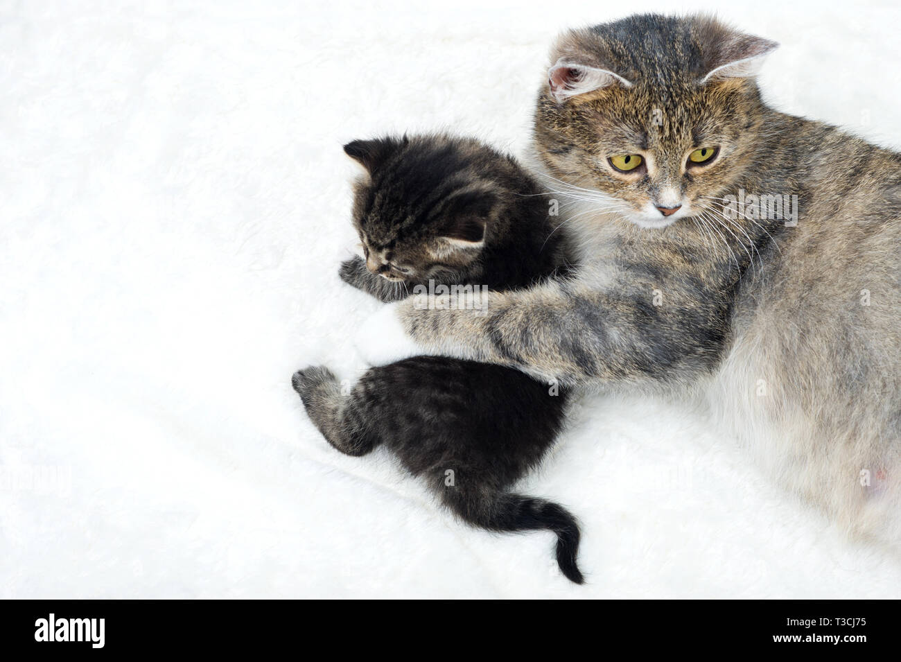 Cat Mutterschaft. Cat liegt mit kleinen Kätzchen. Sie sieht eng und folgt der umgebenden Situation. Stockfoto