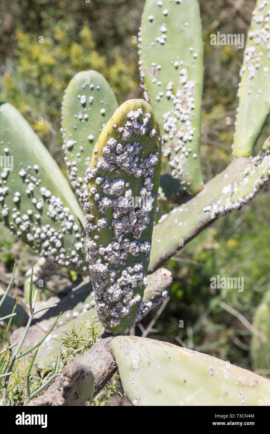 Biologische Kontrolle von invasiven Opuntia Kakteen in Südafrika durch die Einführung von cochenille Insekt Dactylopius Opuntia, Kolonie, bestehend aus Wachs - abgedeckt Stockfoto