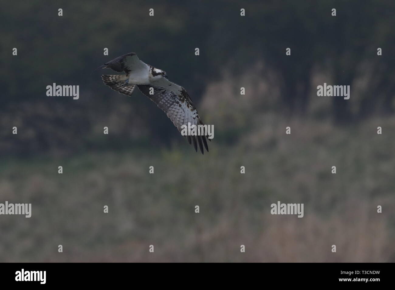 Maya Nr. 33 die weiblichen Osprey in Manton Bay auf Rutland Water. Stockfoto