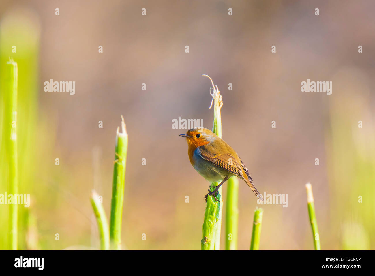 Europäische Robin (Erithacus Rubecula) hocken in einem Feld mit schönen Sonnenlicht. Stockfoto