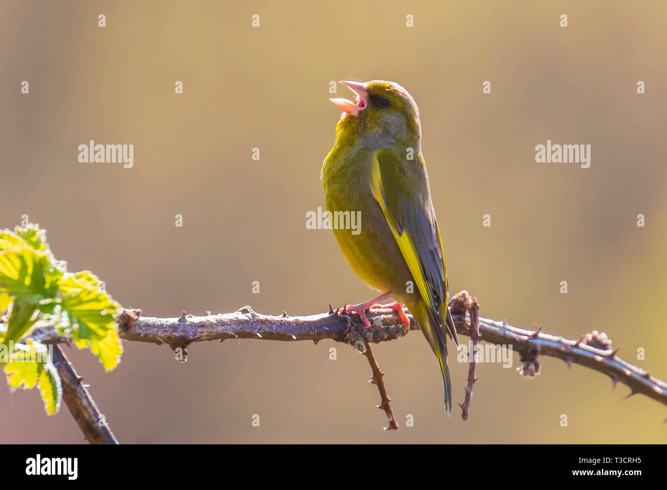 Bunte Chloris chloris Grünfink Vogel singen im Frühling Stockfoto