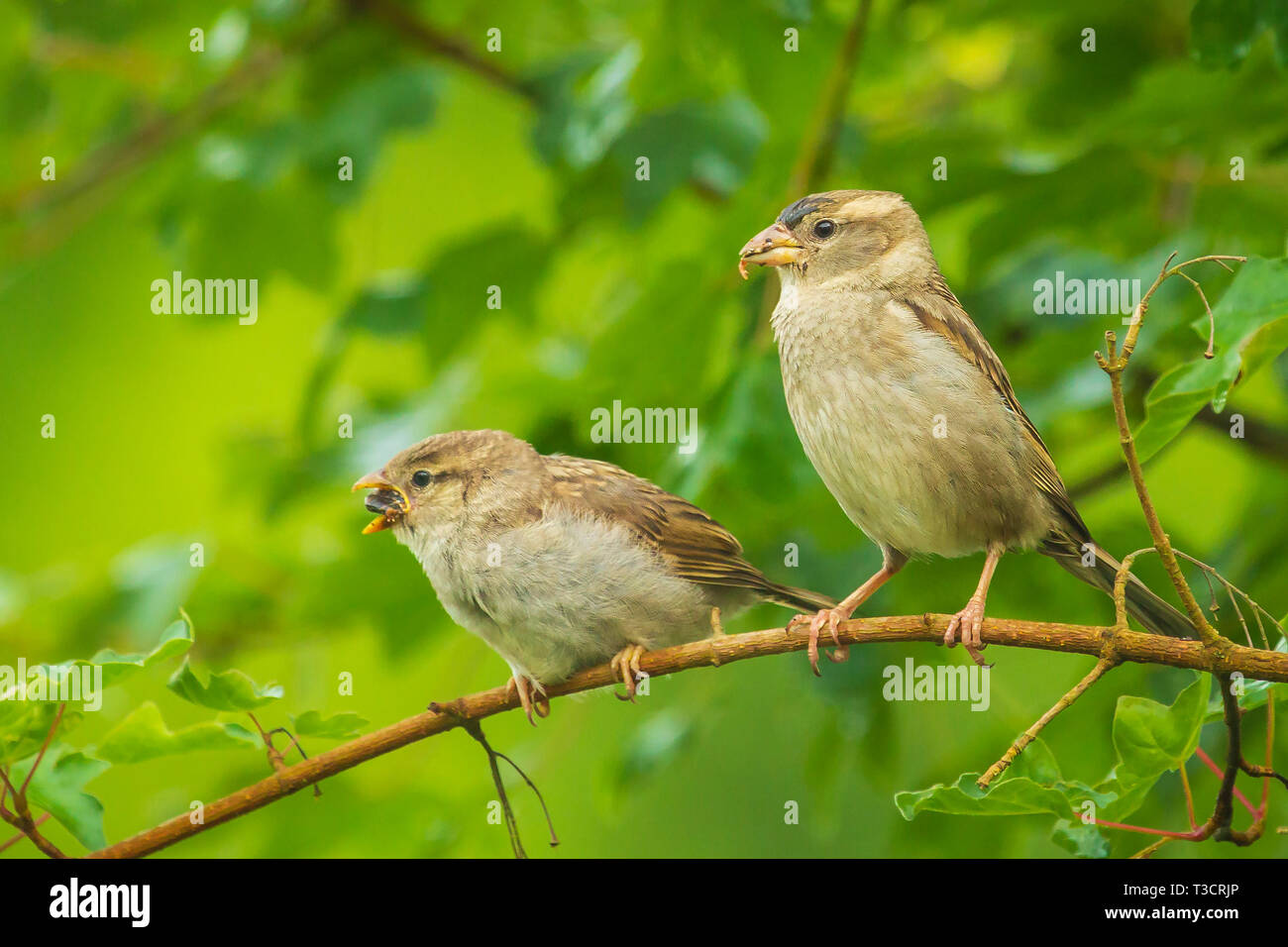 Ein jugendlicher Haussperling vogel Passer domesticus von Mutter gefüttert Stockfoto