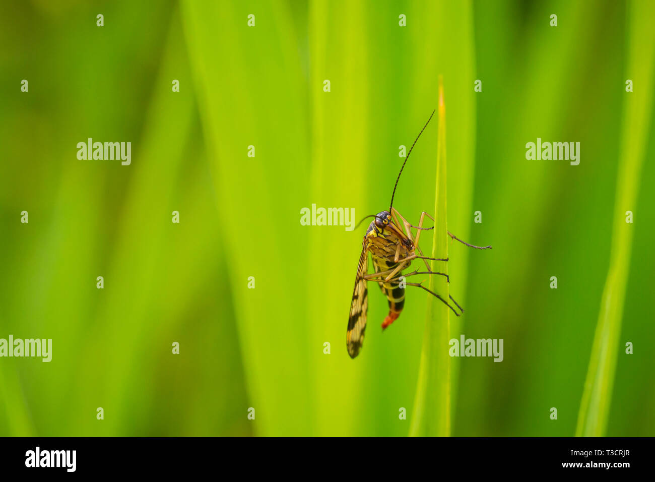 Panorpa communis, die Gemeinsame scorpionfly, in einer Wiese Stockfoto