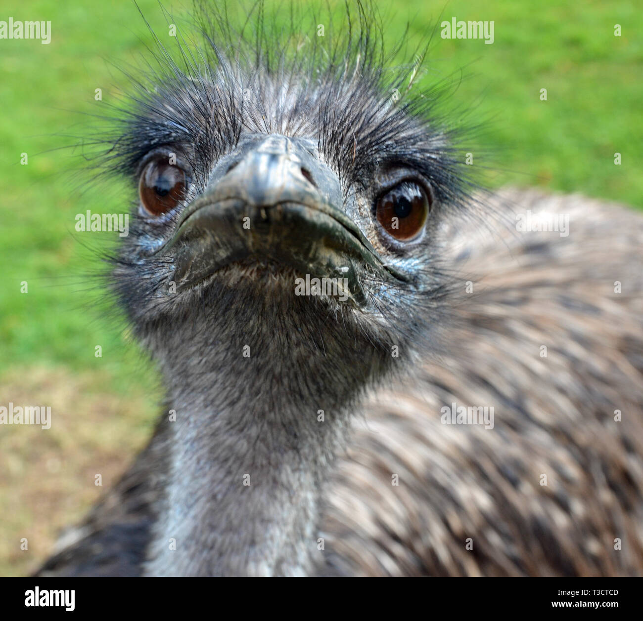 Ein Emu, beheimatet in Australien, an der Cotswold Wildlife Park, Witney, Oxfordshire, Großbritannien Stockfoto