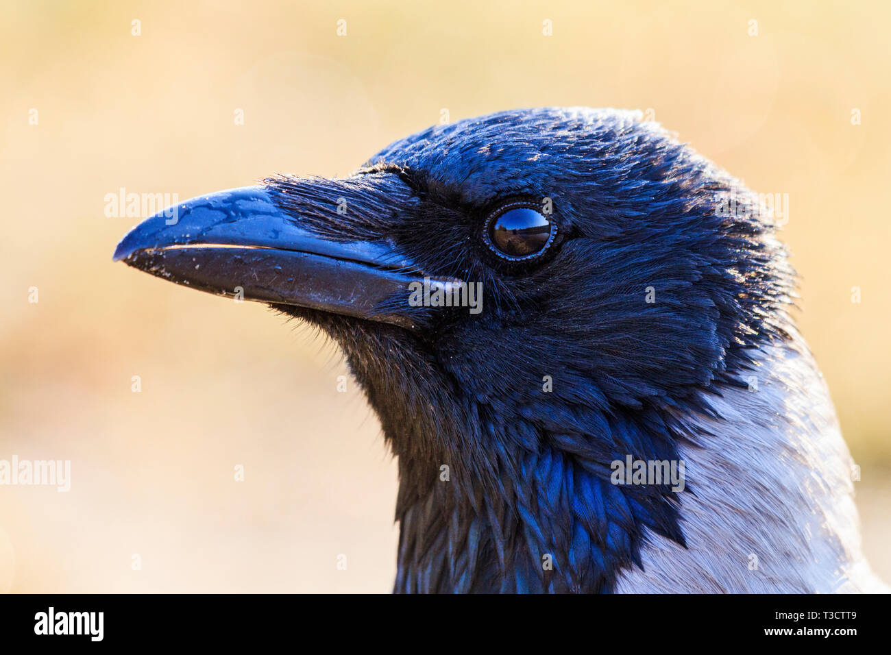Nebelkrähe Nahaufnahme Porträt Stockfoto