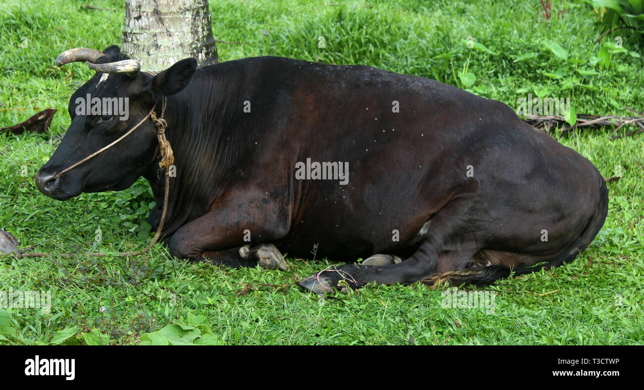 Indische schwarze Kuh Stockfoto