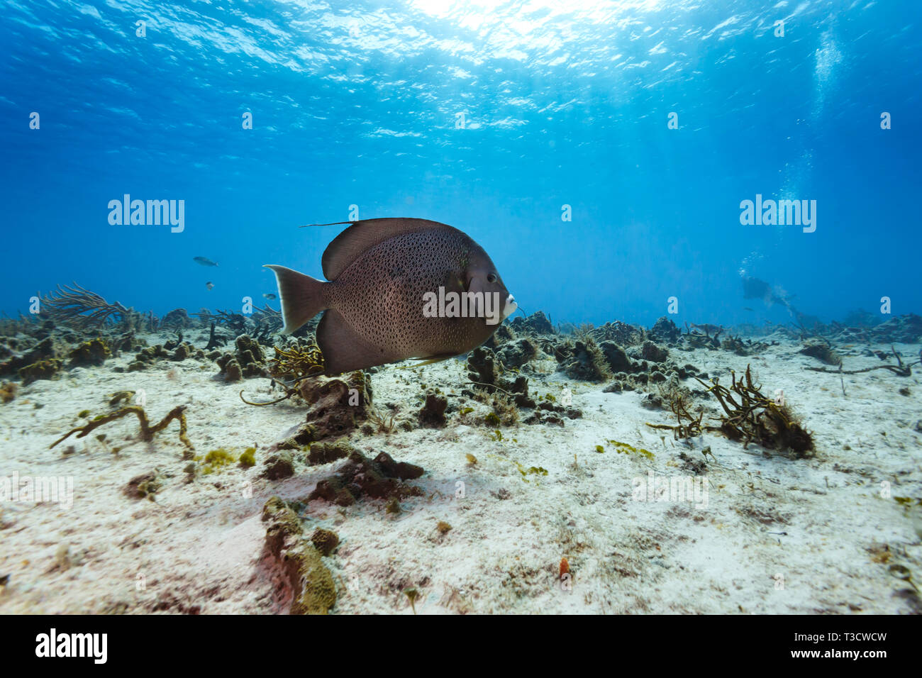 Nahaufnahme des Französischen Gray Angelfish, Pomacanthus arcuatus, skimming Ocean Floor Stockfoto