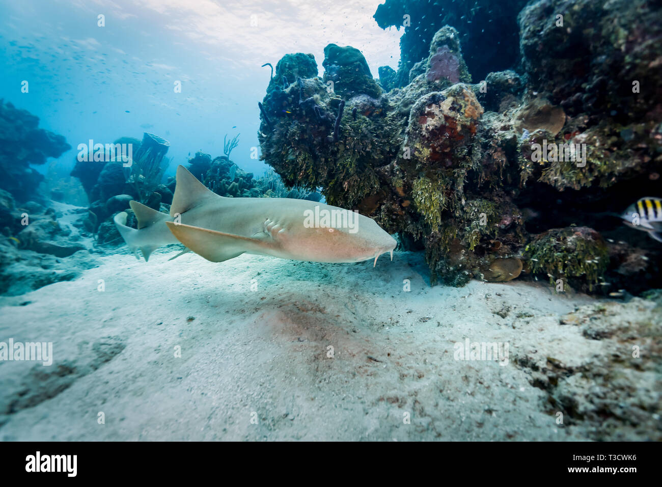 Ein Ammenhai schwimmt am Meeresboden in der Nähe eines Korallenriffs und sucht wahrscheinlich nach Nahrung oder einem Ort zum Ausruhen. Stockfoto