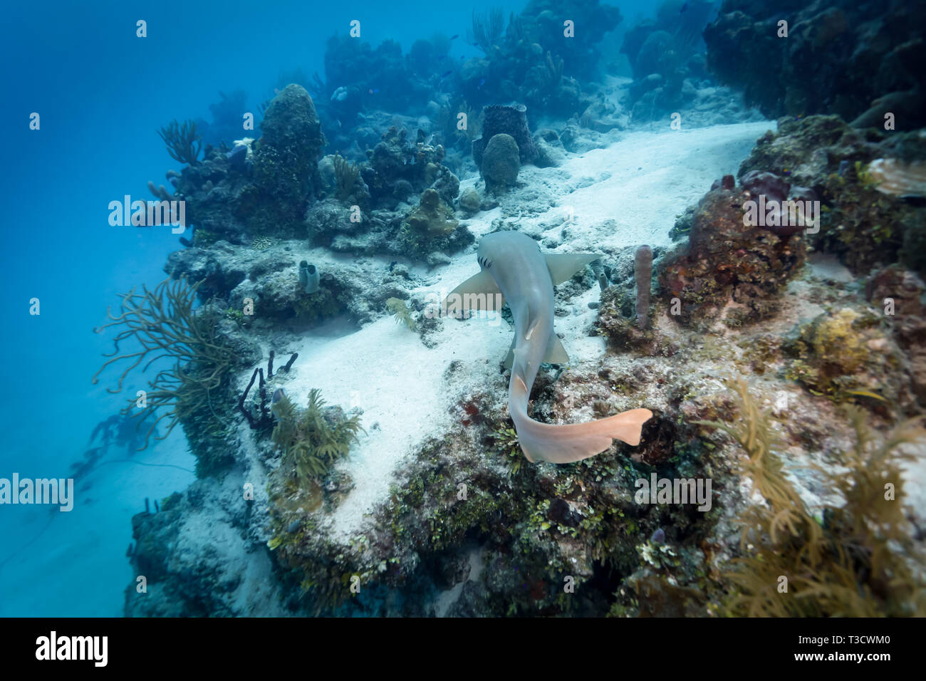 Ammenhai Ginglymostoma cirratum, schwimmt über Coral Reef auf der Jagd nach Essen in der Karibik Stockfoto