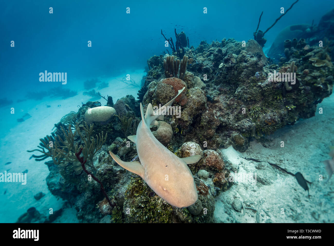 Ein Ammenhai schwimmt am Meeresboden in der Nähe eines Korallenriffs und sucht wahrscheinlich nach Nahrung oder einem Ort zum Ausruhen. Stockfoto