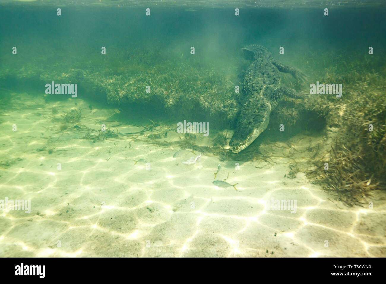 Nahaufnahme eines amerikanischen Krokodil, Crocodylus acutus, Schwimmen aus patch Seegras auf dem Meeresgrund ein Fisch zu greifen Stockfoto