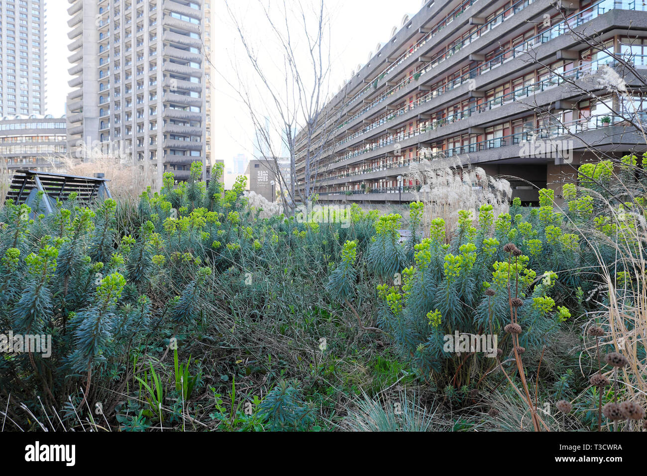 Euphorbia Pflanzen Blüte im warmen Winter in Buche Gärten und Anzeigen des Barbican Immobilien Wohnungen in der City von London UK Februar 2019 KATHY DEWITT Stockfoto