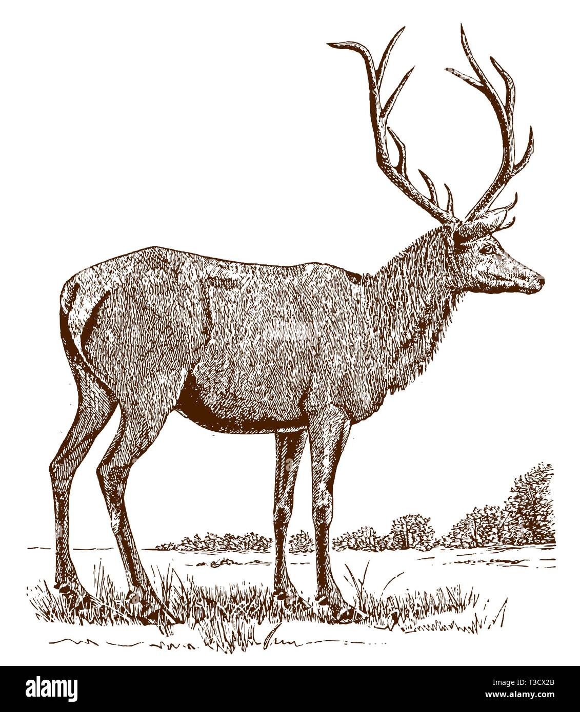 Männliche Elch oder wapiti (Cervus canadensis) in Seitenansicht, in einer Landschaft stehen. Abbildung: Nach einem historischer Stich aus dem 19. Jahrhundert Stock Vektor