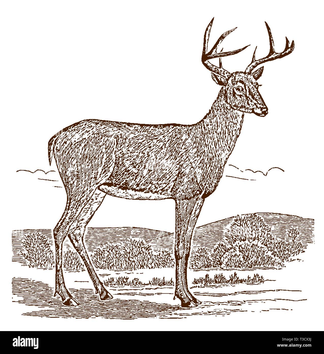 Männliche Weißwedelhirsche (odocoileus virginianus) Buck in Seitenansicht, in einer Landschaft stehen. Abbildung: Nach einem historischen Gravieren, 19. Jahrhundert Stock Vektor