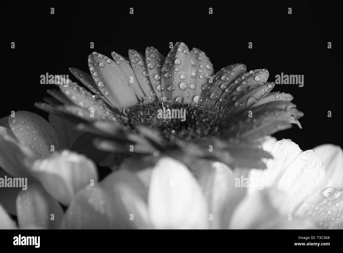 Studio still life Bild eines Transvaal Daisy mit Wassertropfen Stockfoto