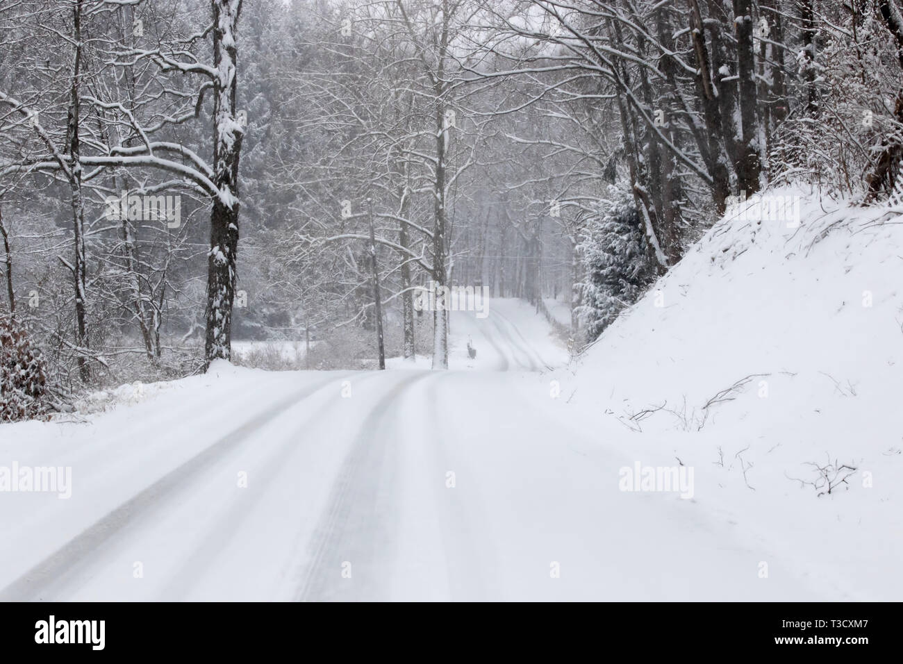 Verschneite Straße im Land. Stockfoto