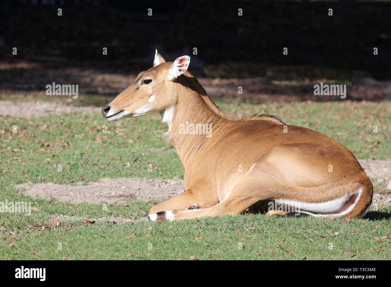 Nilgauantilope/Nilgai Antilopen/Boselaphus tragocamelus Stockfoto