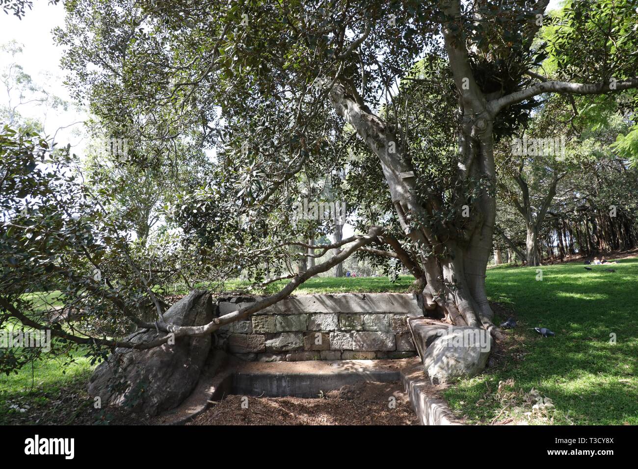 Port Jackson Bild, Rusty Feigenbaum (Ficus Rubiginosa) im Royal Botanic Garden, Sydney. Stockfoto