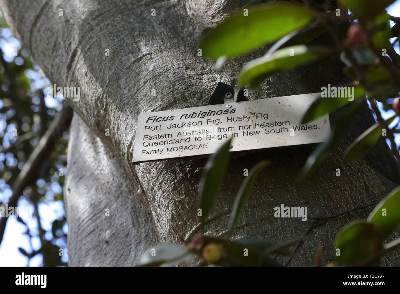 Port Jackson Bild, Rusty Feigenbaum (Ficus Rubiginosa) im Royal Botanic Garden, Sydney. Stockfoto