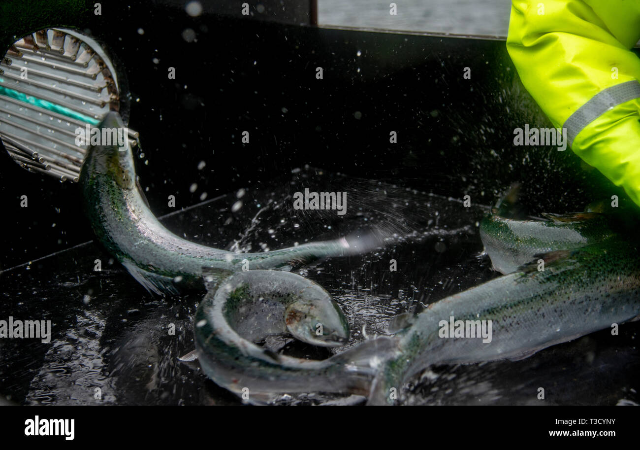 Ernte Lachs auf eine Fischzucht in den schottischen Highlands, Großbritannien. Die Lachse sind, eine große Rutsche aus ihren Federn zu warten Arbeiter bereit, so zu sein gesendet Stockfoto