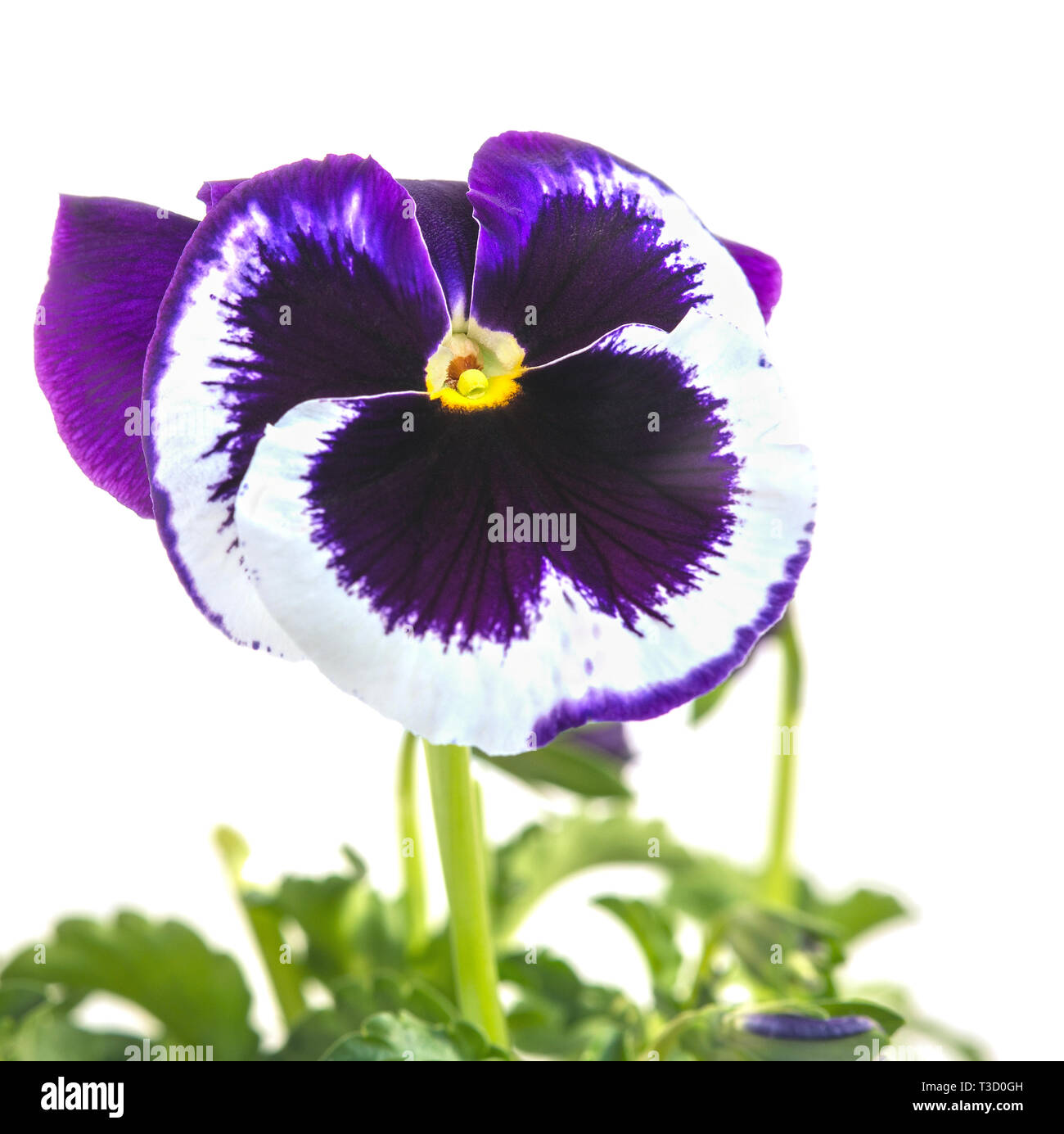 3-ton violett oder stiefmütterchen - eine Grasbedeckte jährliche oder zweijährliche Pflanze, die in Europa und den gemäßigten Gebieten Asiens. Stockfoto